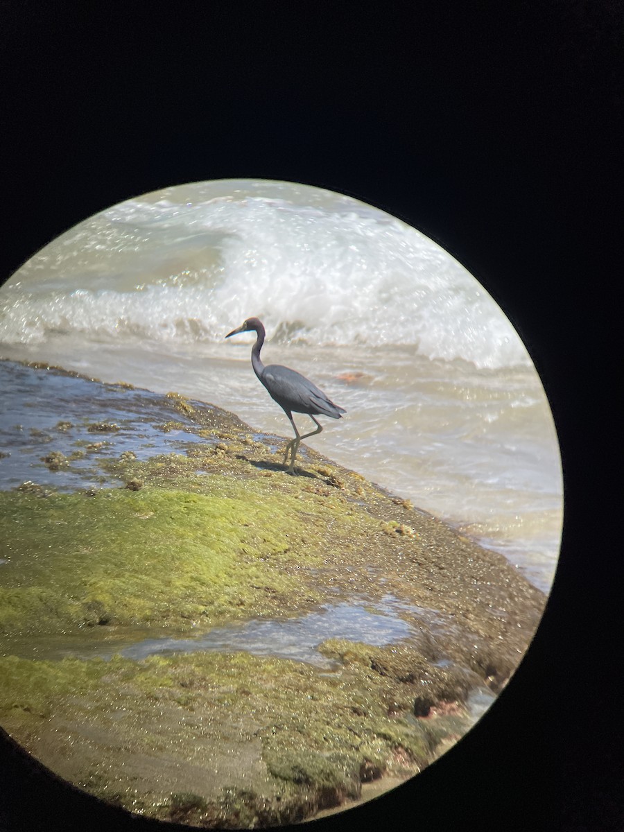 Little Blue Heron - ML615946819