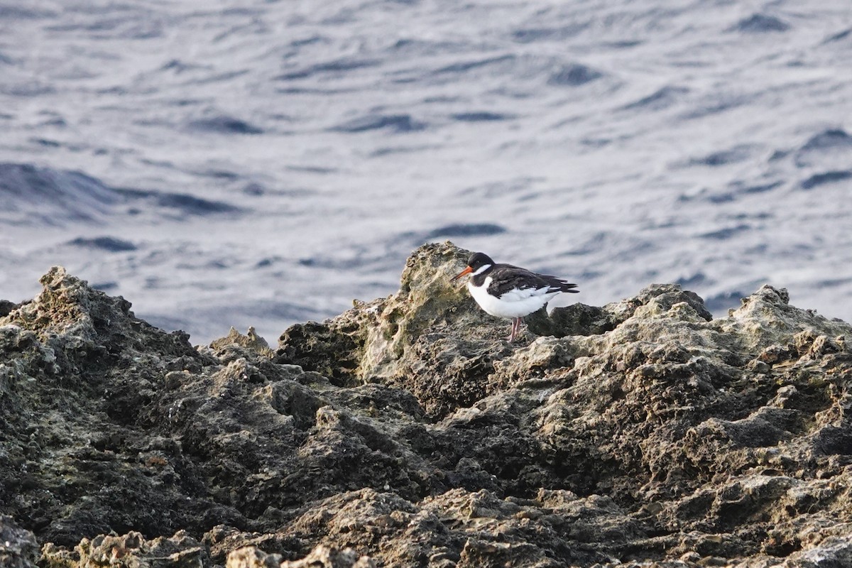 Eurasian Oystercatcher - ML615946962