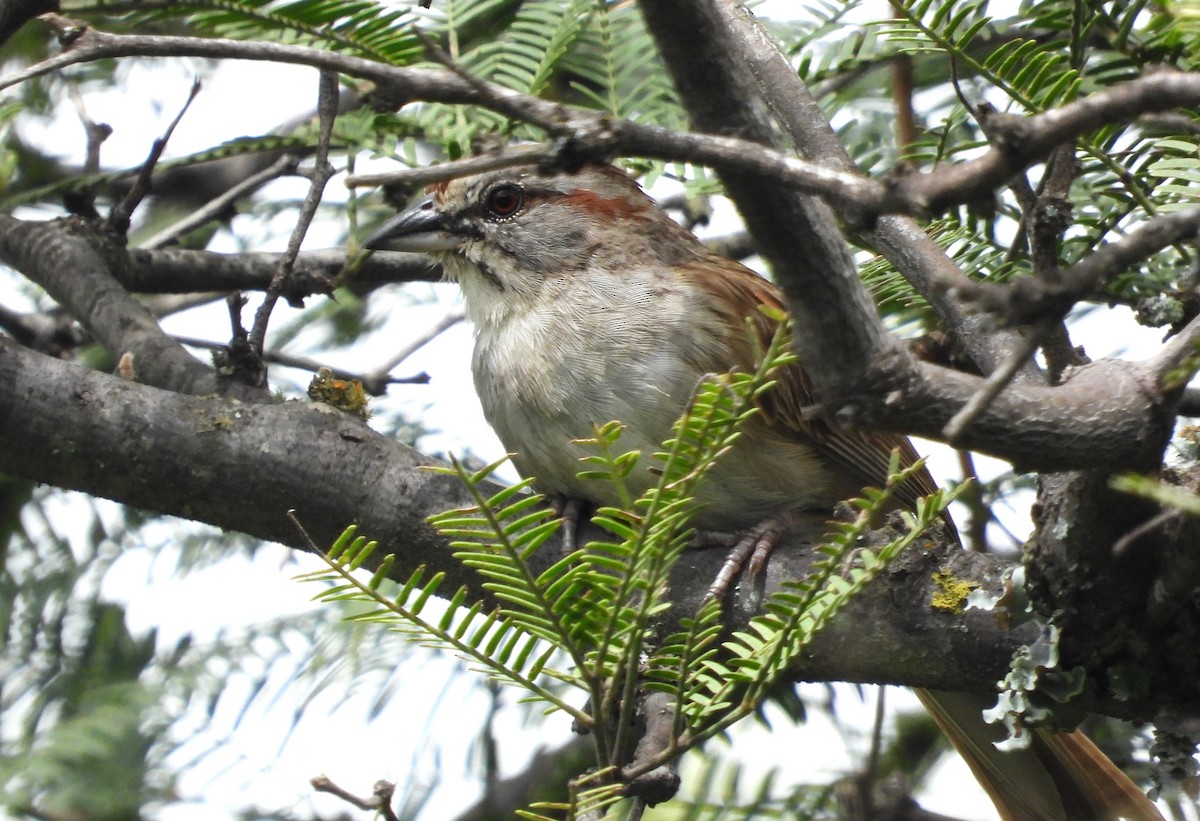 Chaco Sparrow - ML615947030