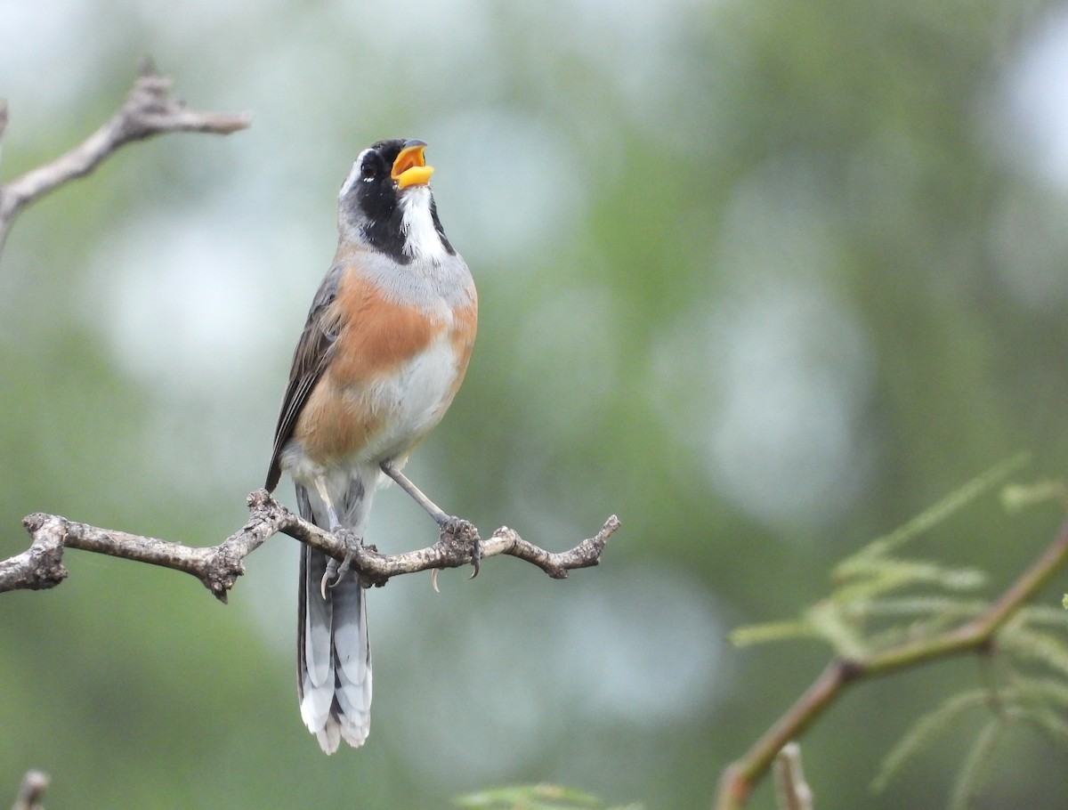 Many-colored Chaco Finch - ML615947044