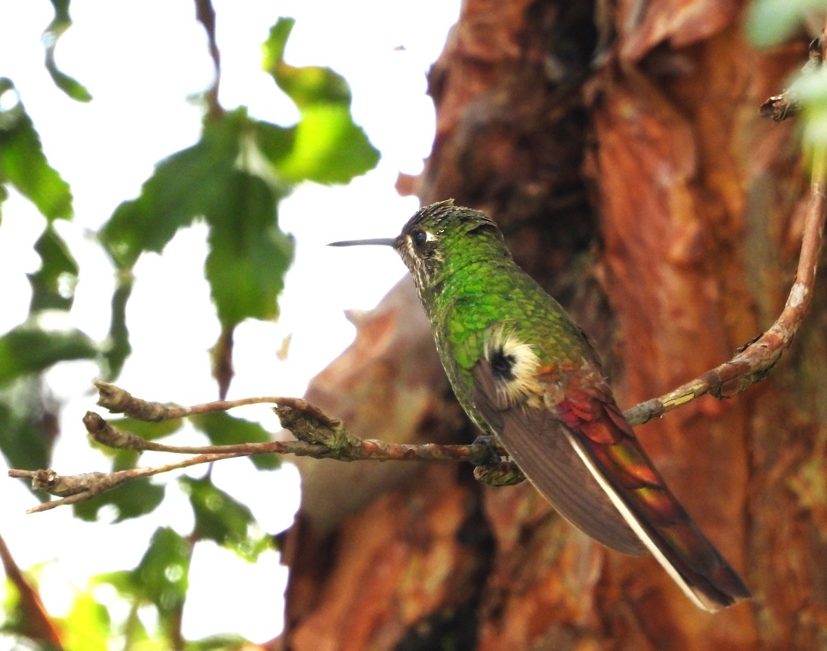 Red-tailed Comet - Rafael Salcedo