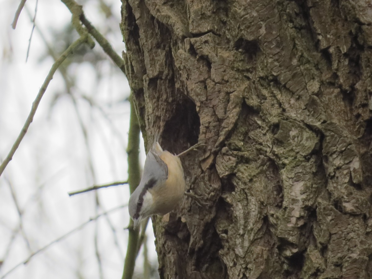 Eurasian Nuthatch - ML615947107