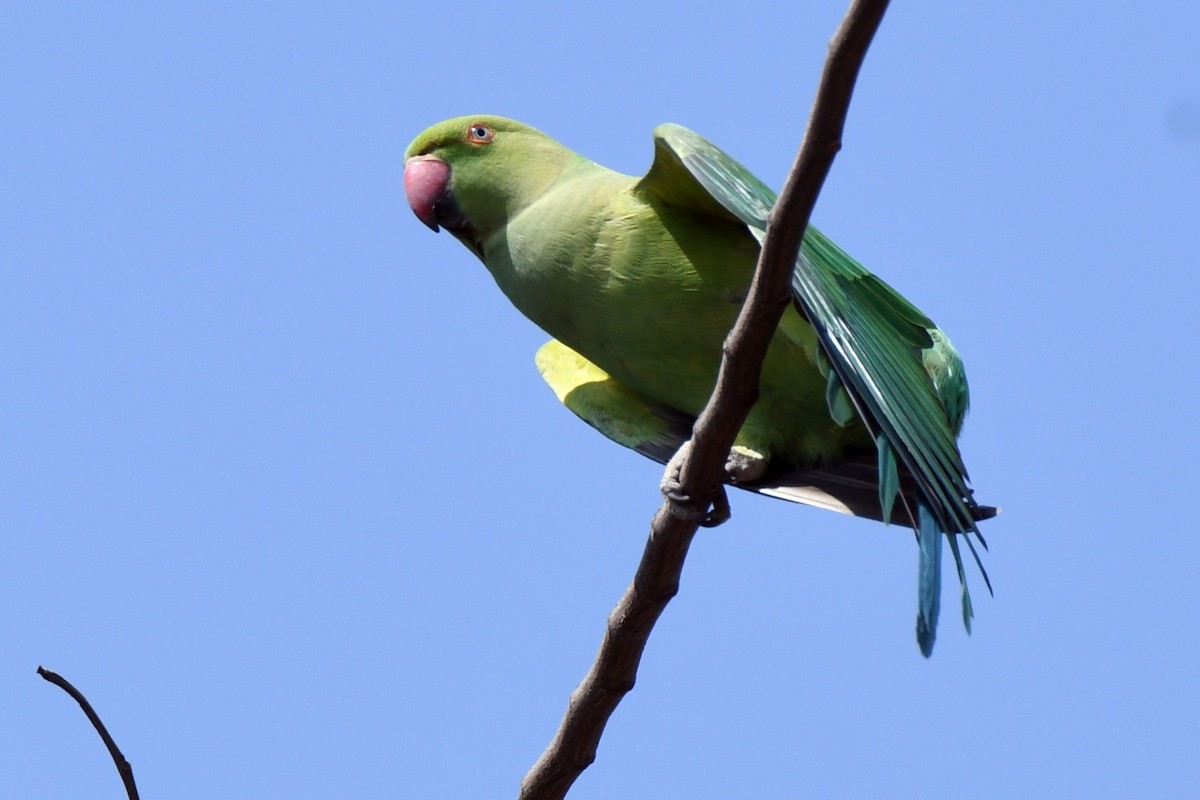 Rose-ringed Parakeet - ML615947110