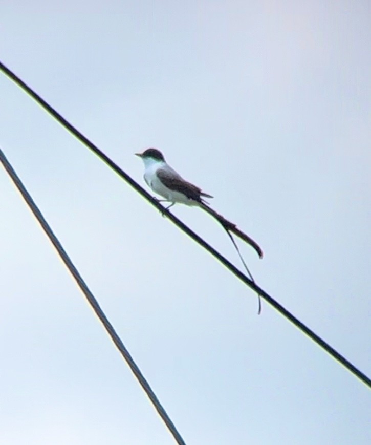 Fork-tailed Flycatcher - ML615947119