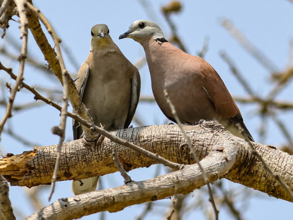 Red Collared-Dove - ML615947135