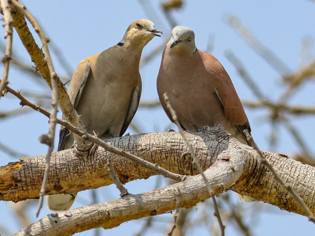 Red Collared-Dove - Kasiviswanathan A