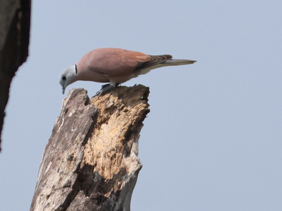 Red Collared-Dove - ML615947137