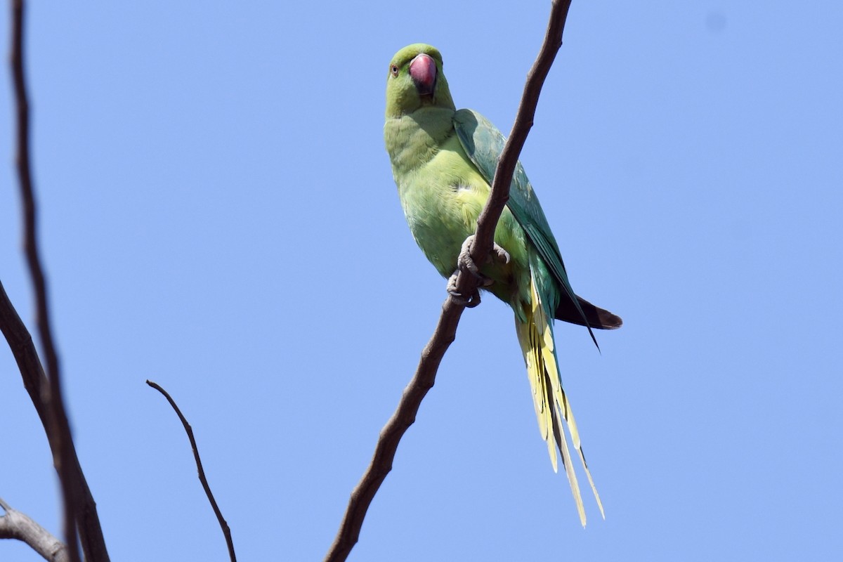 Rose-ringed Parakeet - ML615947142