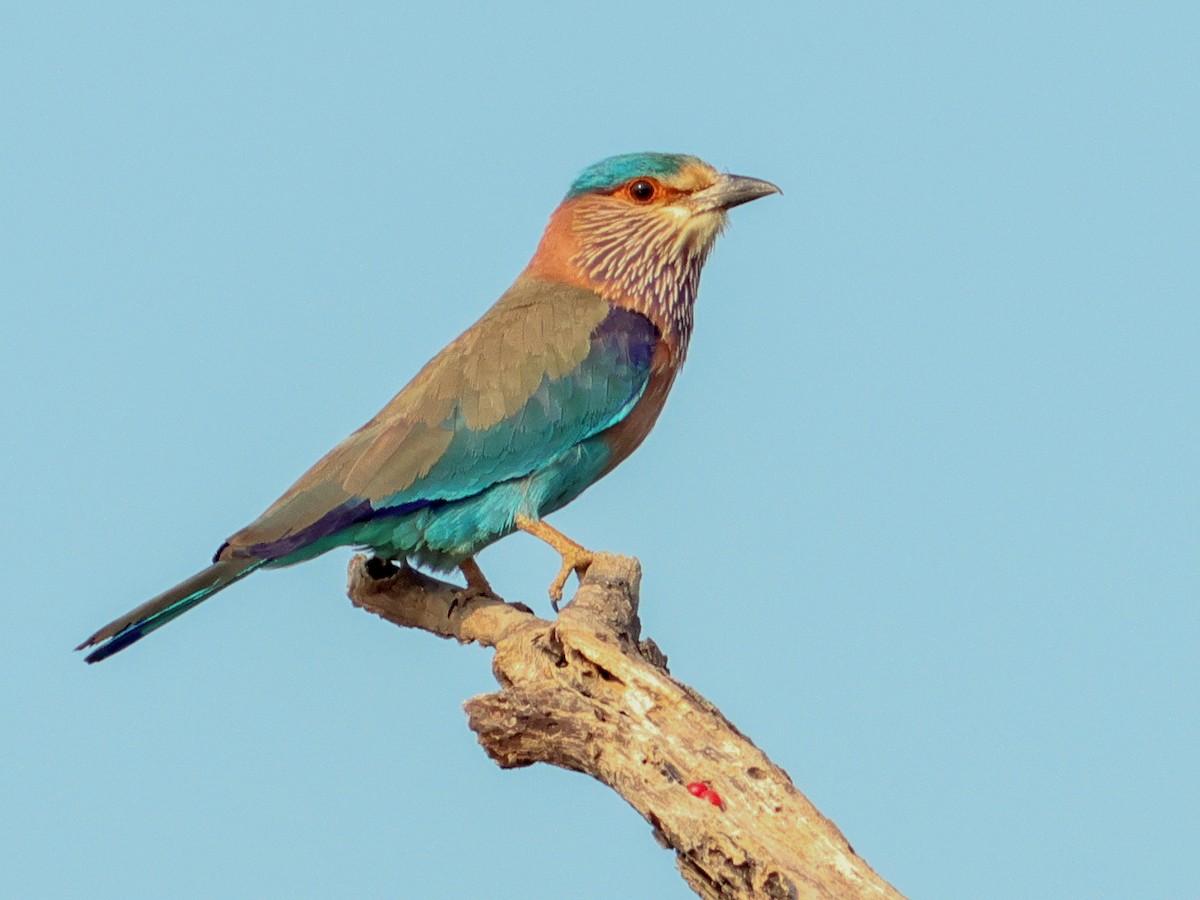 Indian Roller - ML615947166