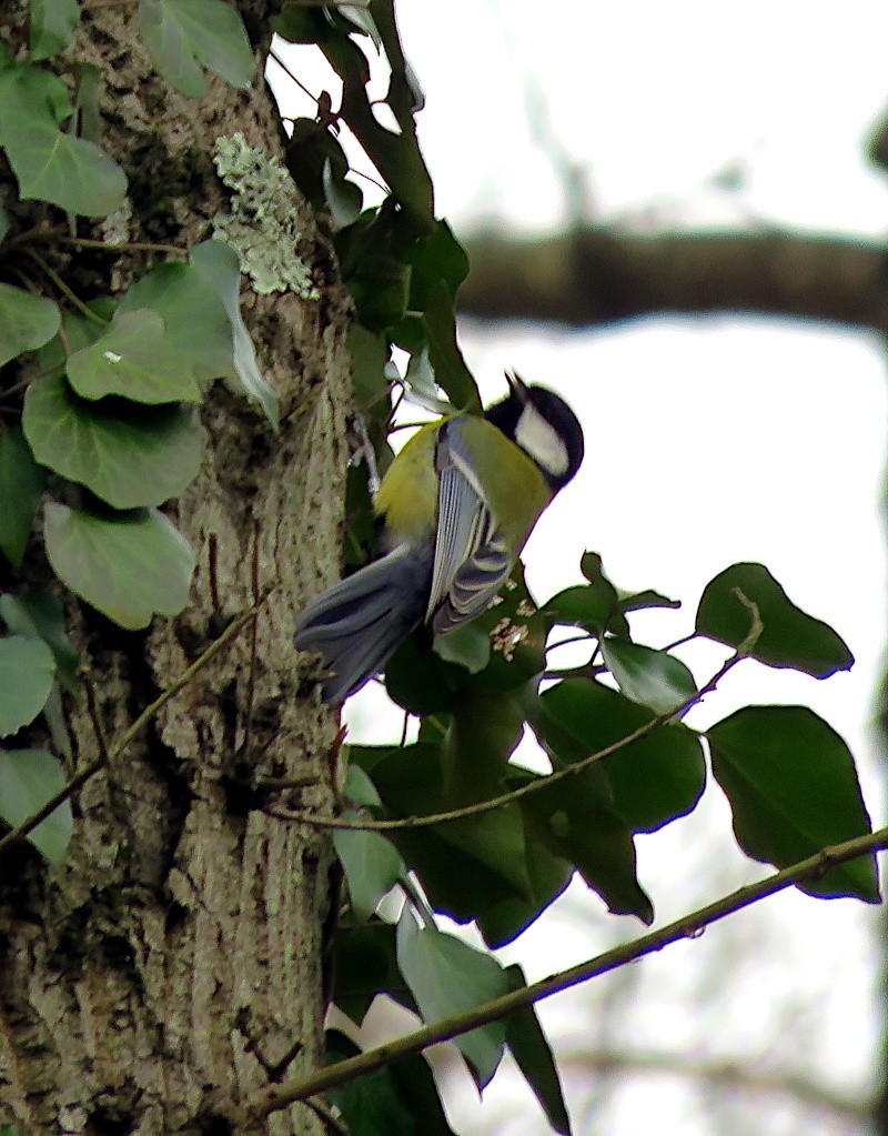 Great Tit - ML615947168