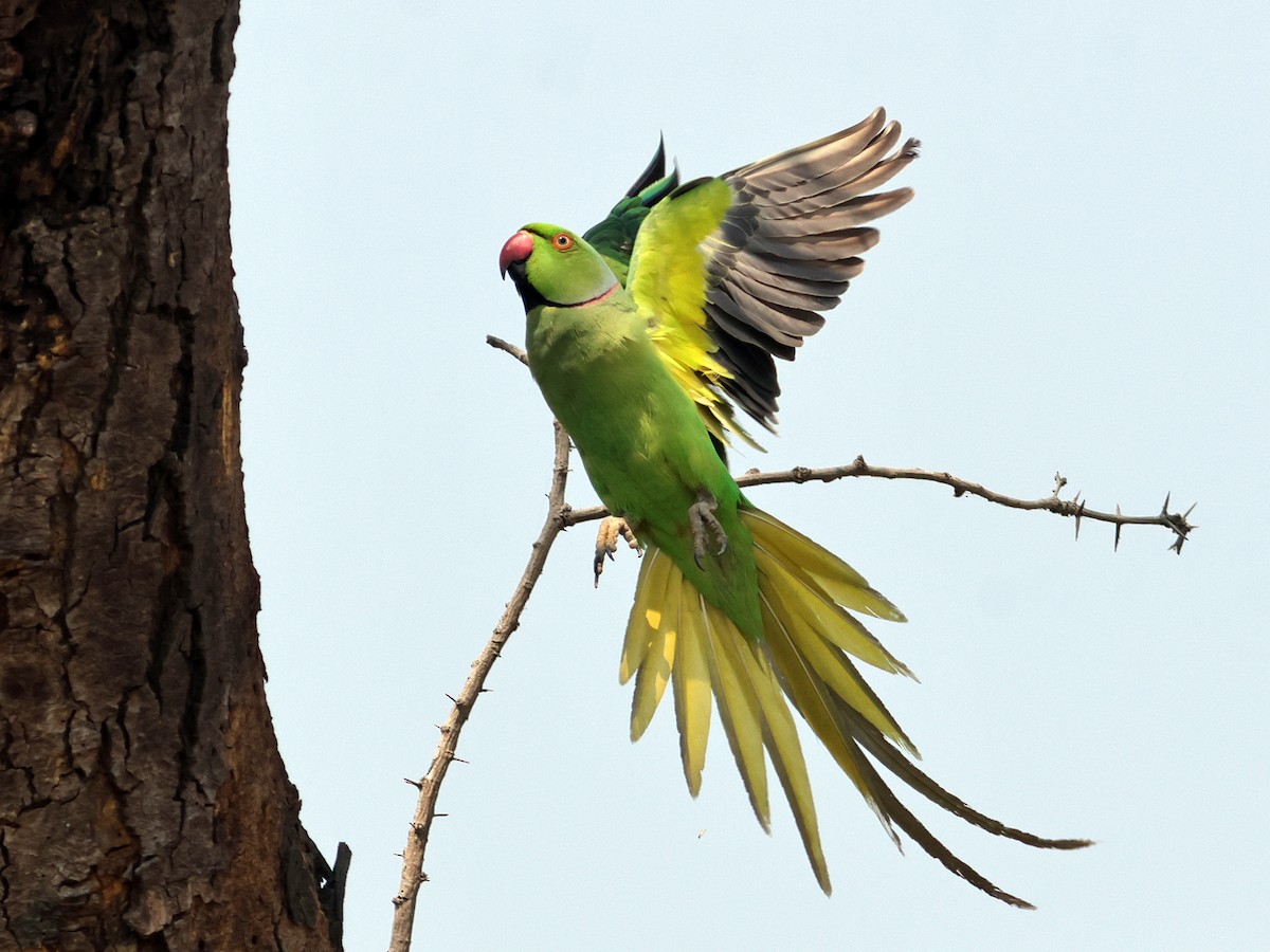 Rose-ringed Parakeet - Kasiviswanathan A