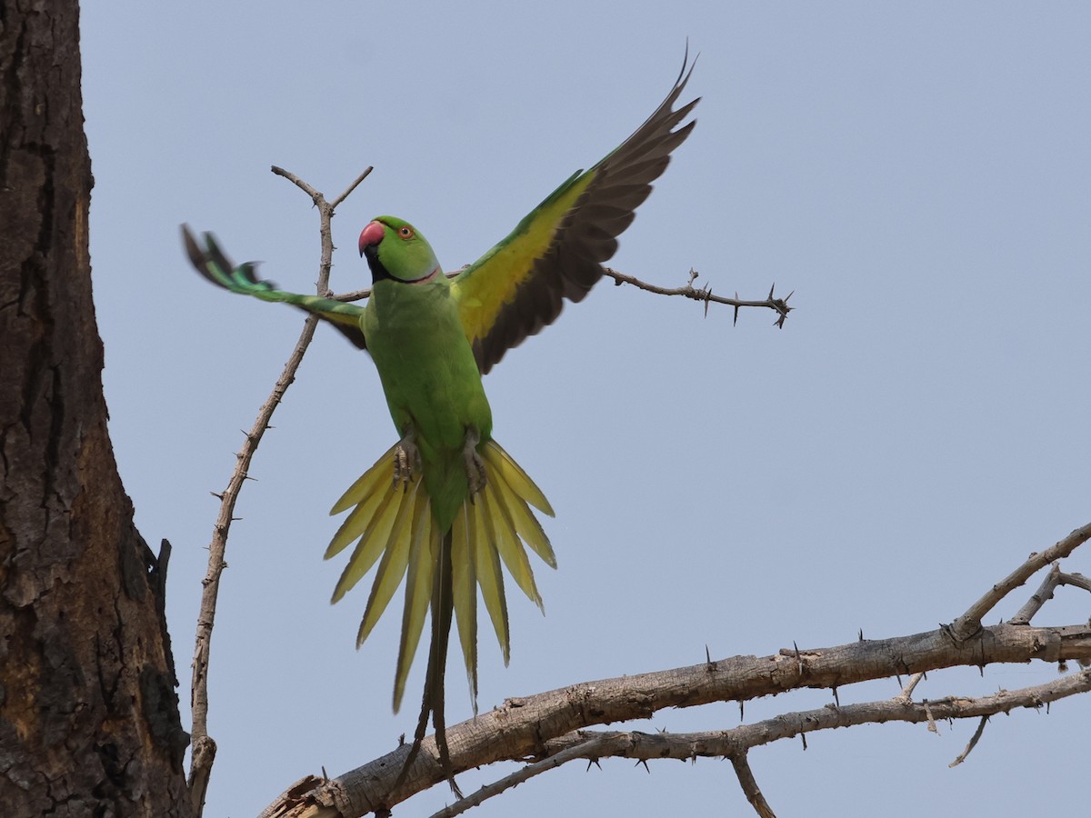 Rose-ringed Parakeet - ML615947183