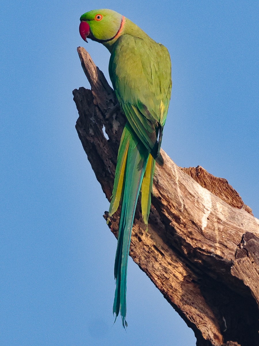 Rose-ringed Parakeet - ML615947184