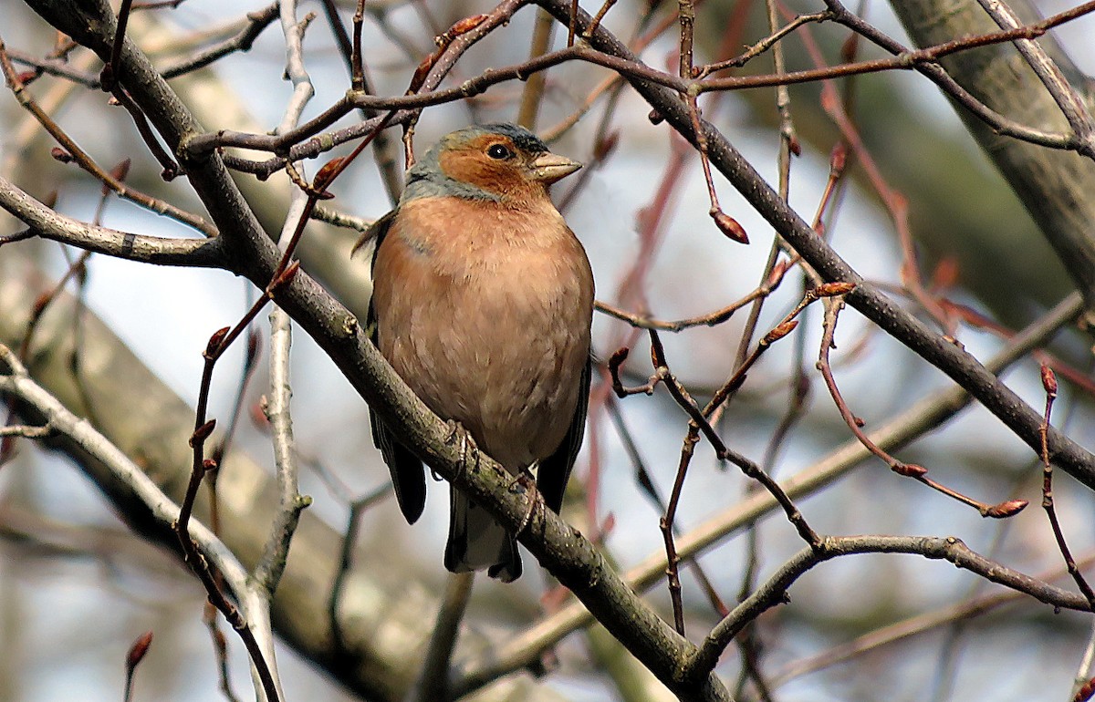 Common Chaffinch - Ata Bilgili