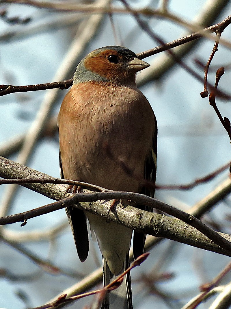 Common Chaffinch - ML615947189