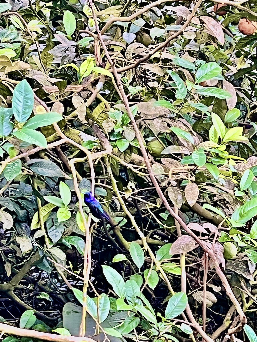 Violet Sabrewing - ML615947196