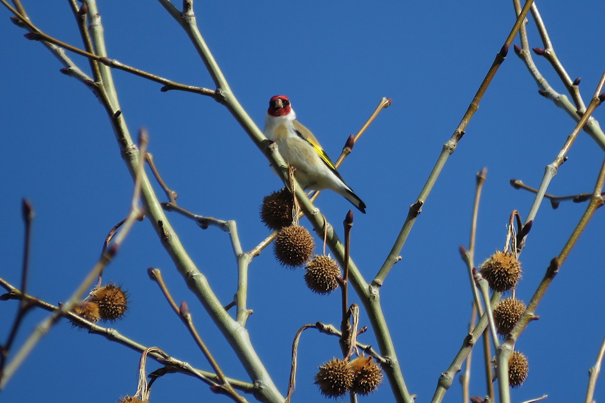 European Goldfinch - Ata Bilgili