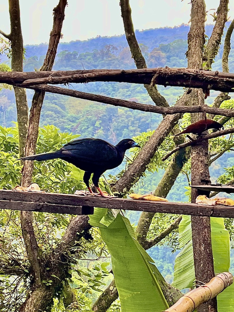 Black Guan - ML615947200