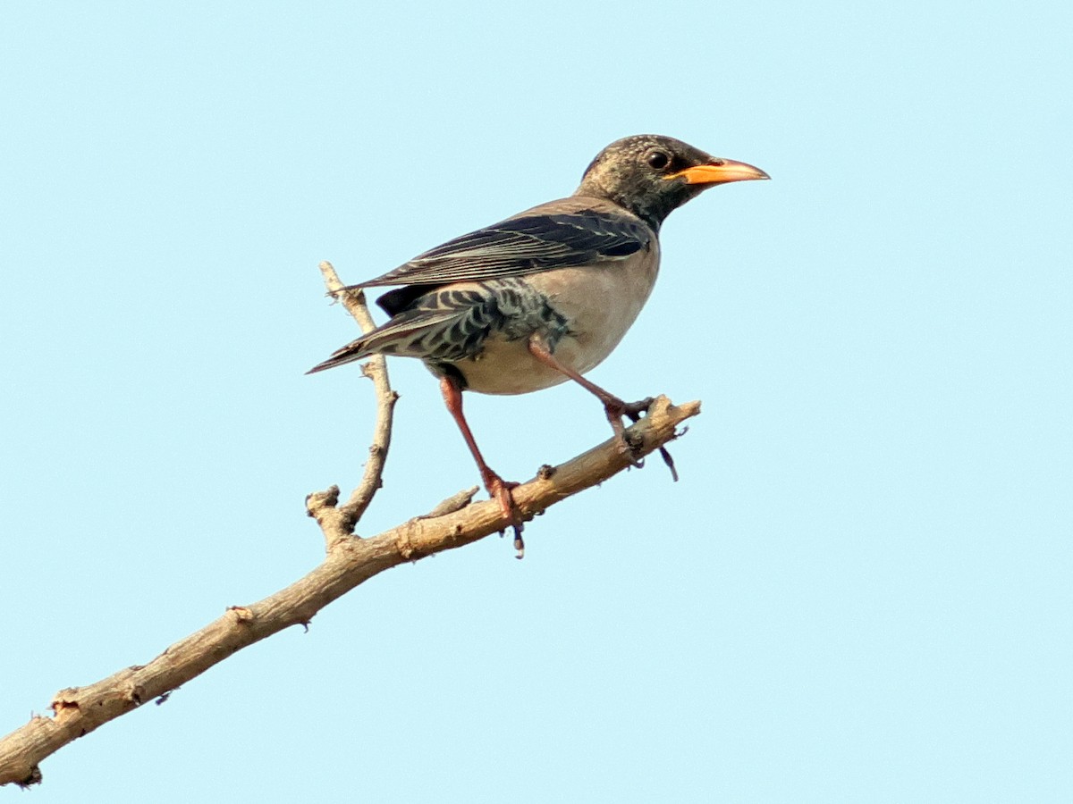 Rosy Starling - ML615947204