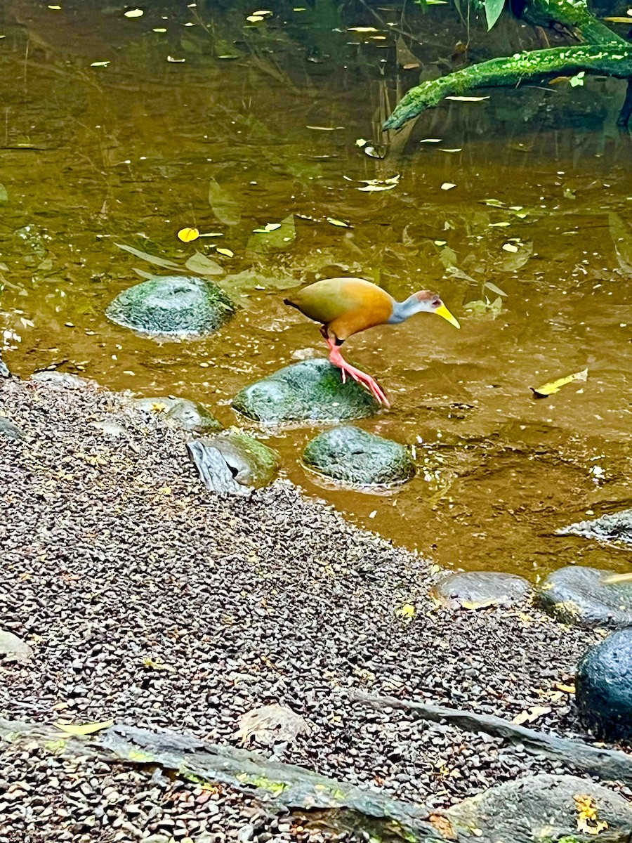 Russet-naped Wood-Rail - ML615947221