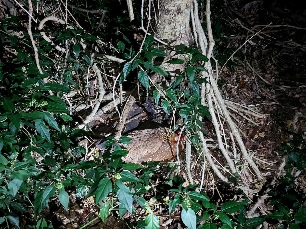 Red Junglefowl - ML615947281