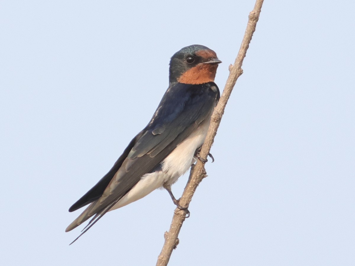 Barn Swallow - Kasiviswanathan A
