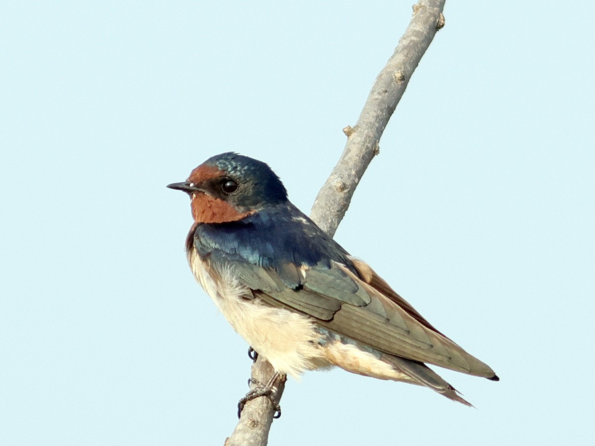 Barn Swallow - ML615947292