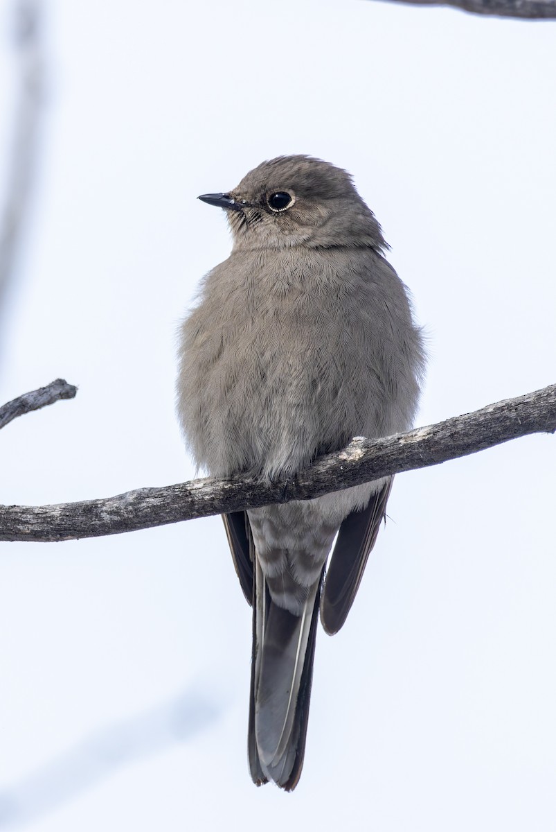 Townsend's Solitaire - ML615947332