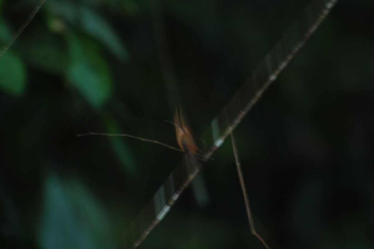 Пестрогорлый колибри-отшельник - ML615947378