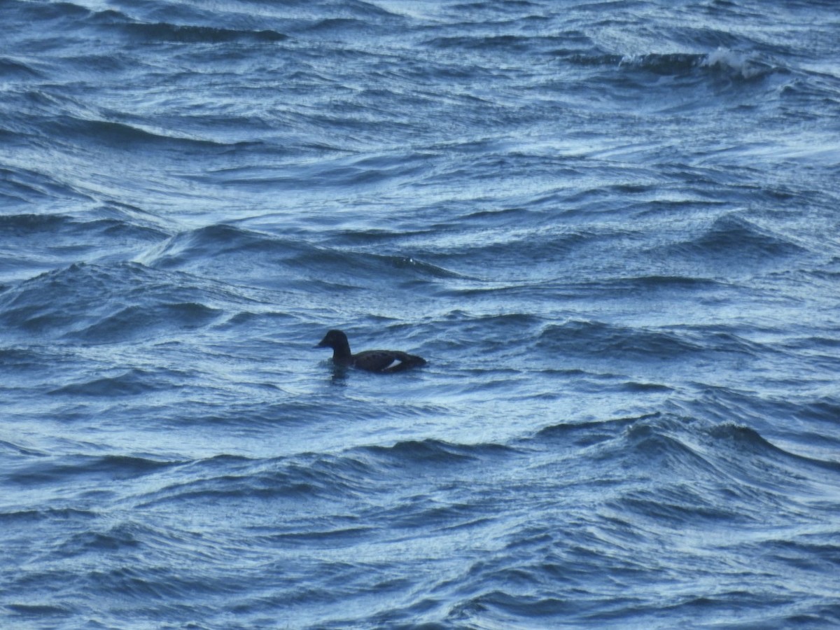 White-winged Scoter - ML615947387