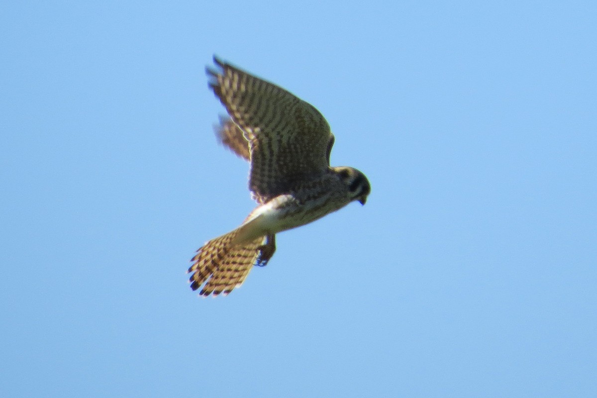 American Kestrel - ML615947392