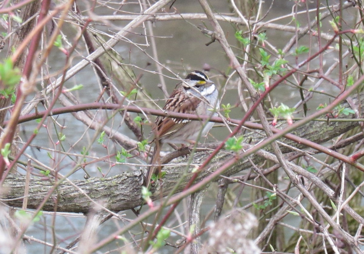 White-throated Sparrow - ML615947467