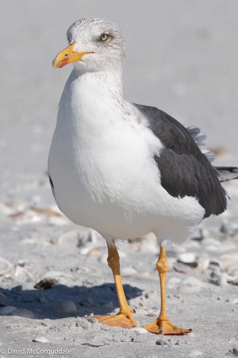 Lesser Black-backed Gull - ML615947503