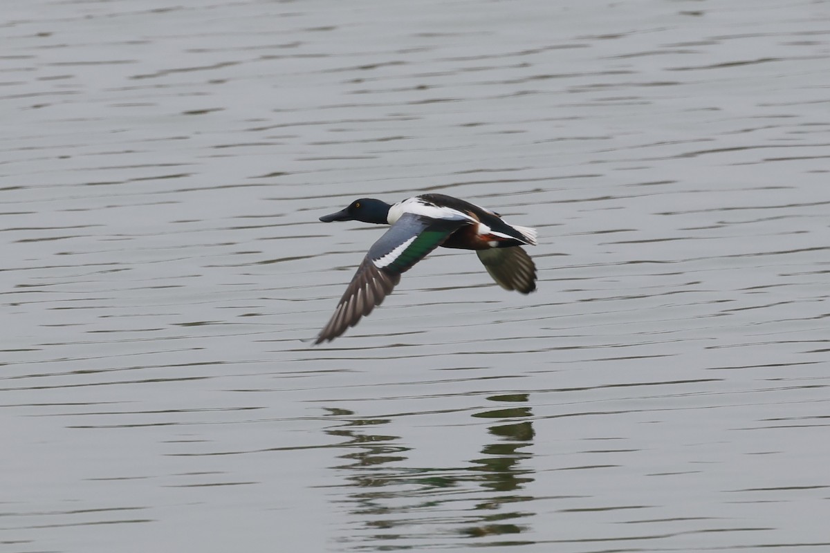 Northern Shoveler - ML615947550