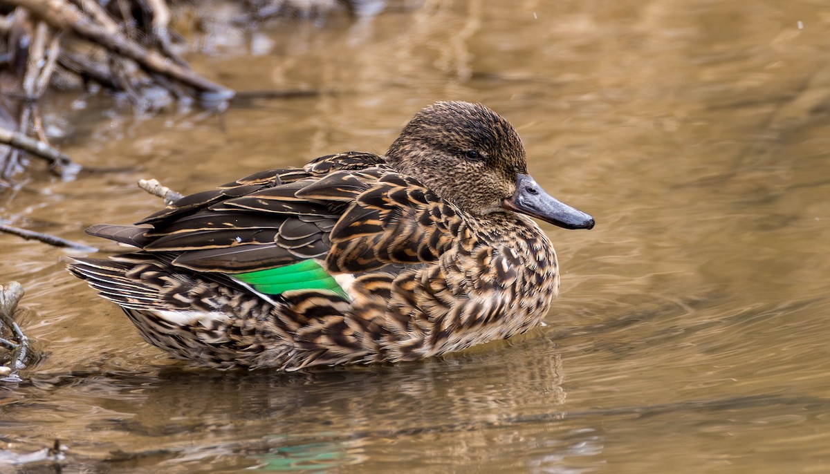 Green-winged Teal - Pavel Parkhaev