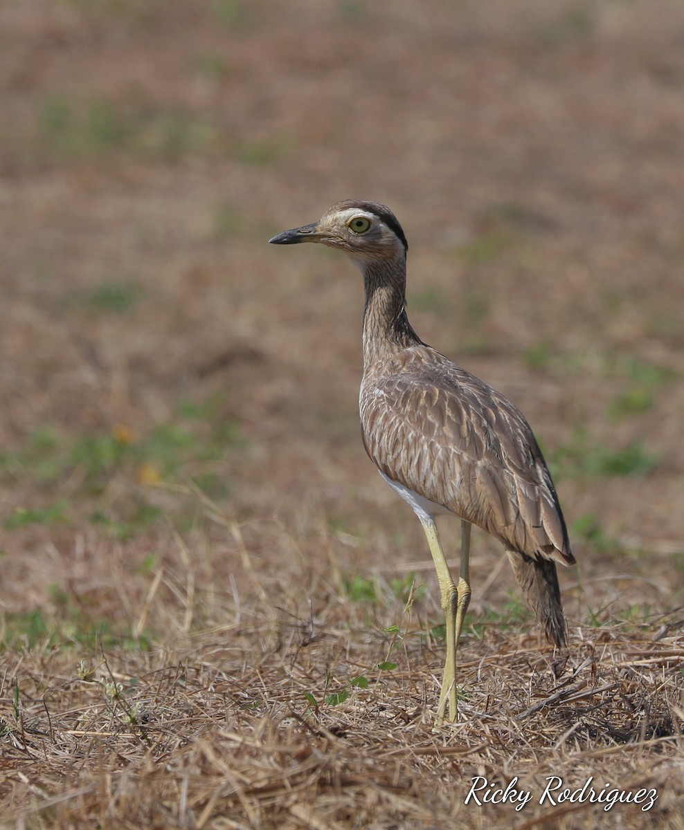 Double-striped Thick-knee - Ricky Rodriguez