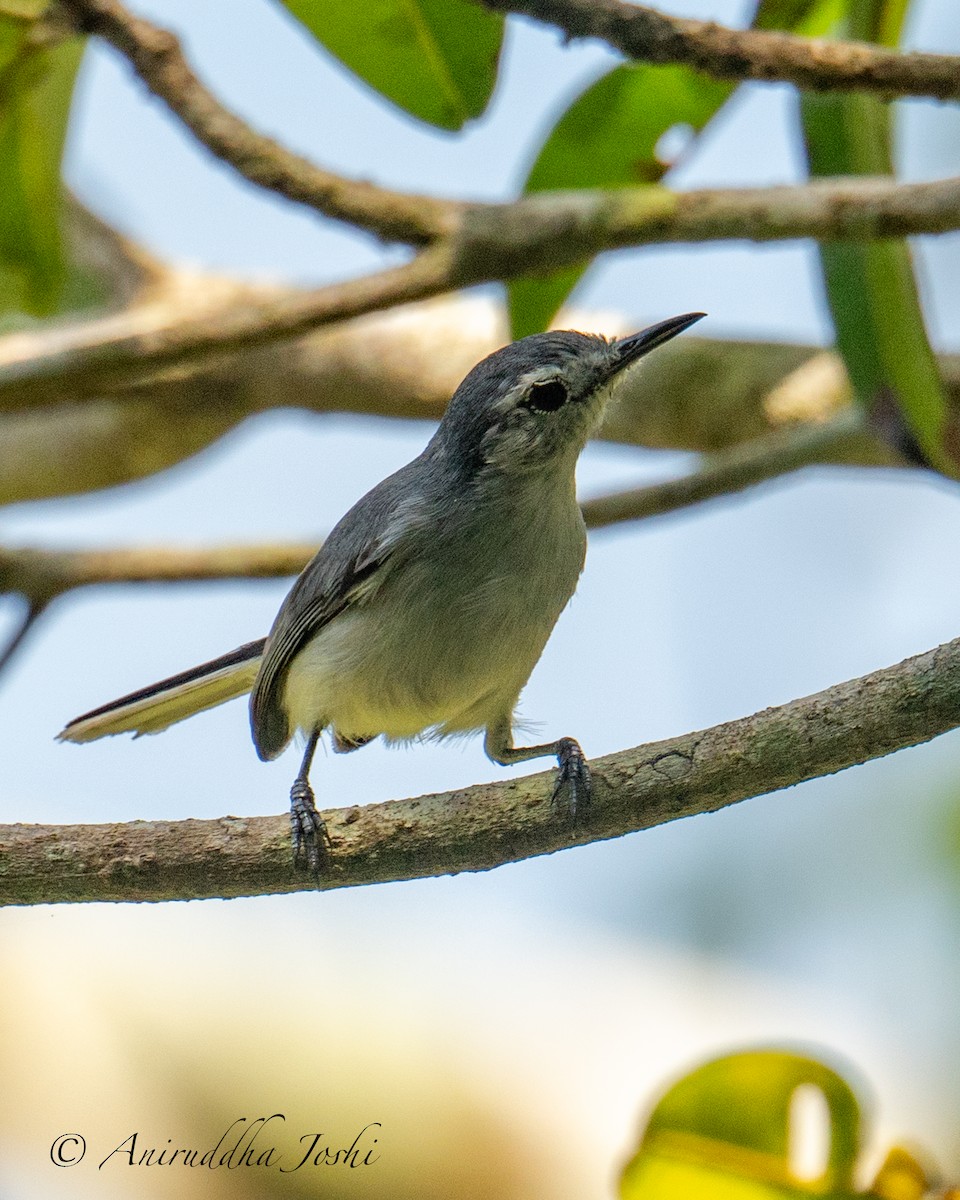 White-browed Gnatcatcher - ML615947632