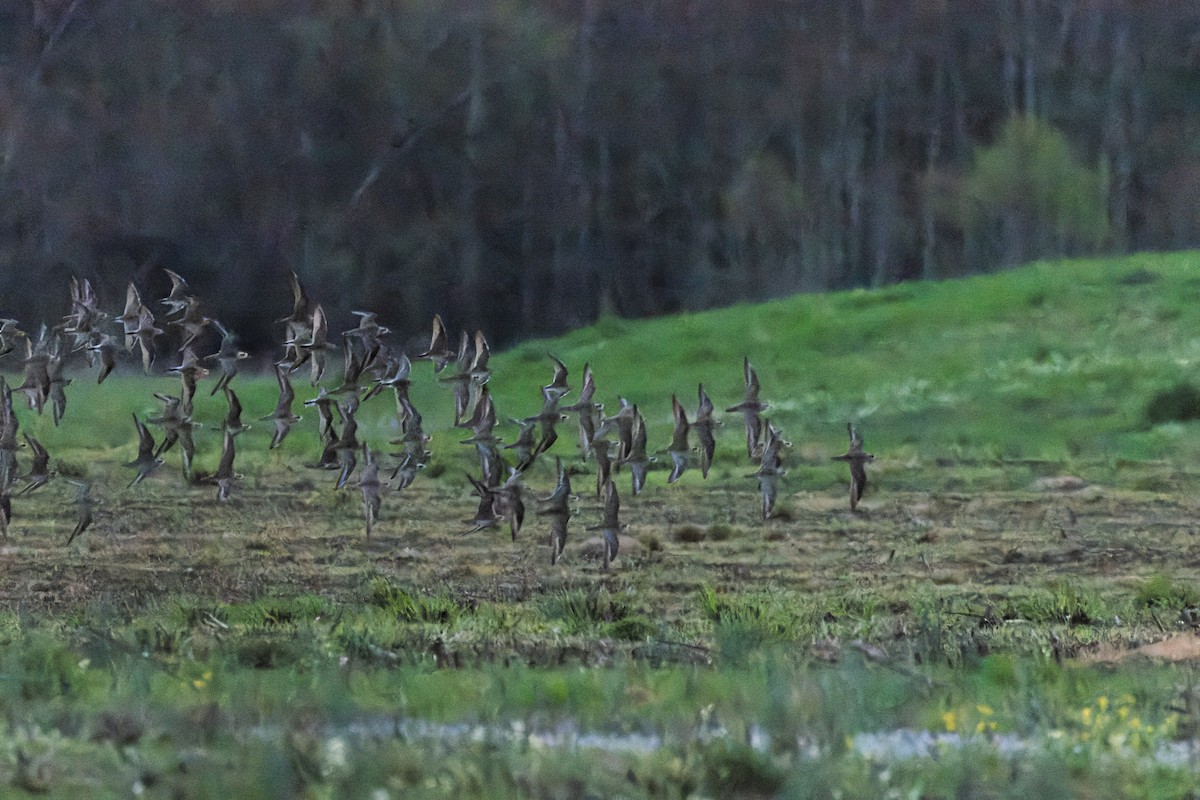 American Golden-Plover - Melinda Wheeler