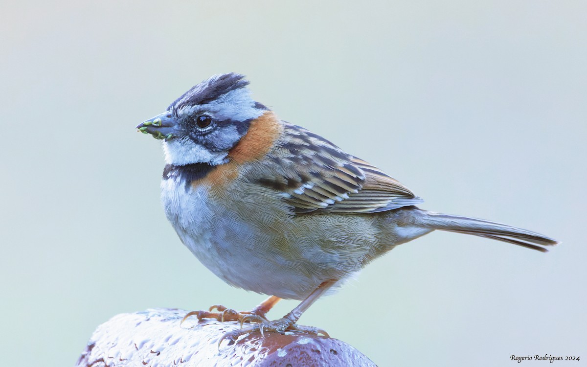 Rufous-collared Sparrow - ML615947643