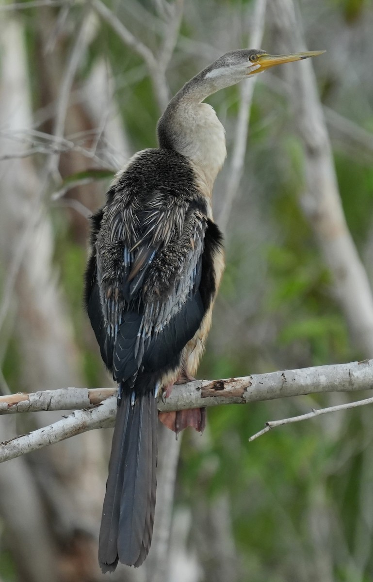 anhinga australská - ML615947659