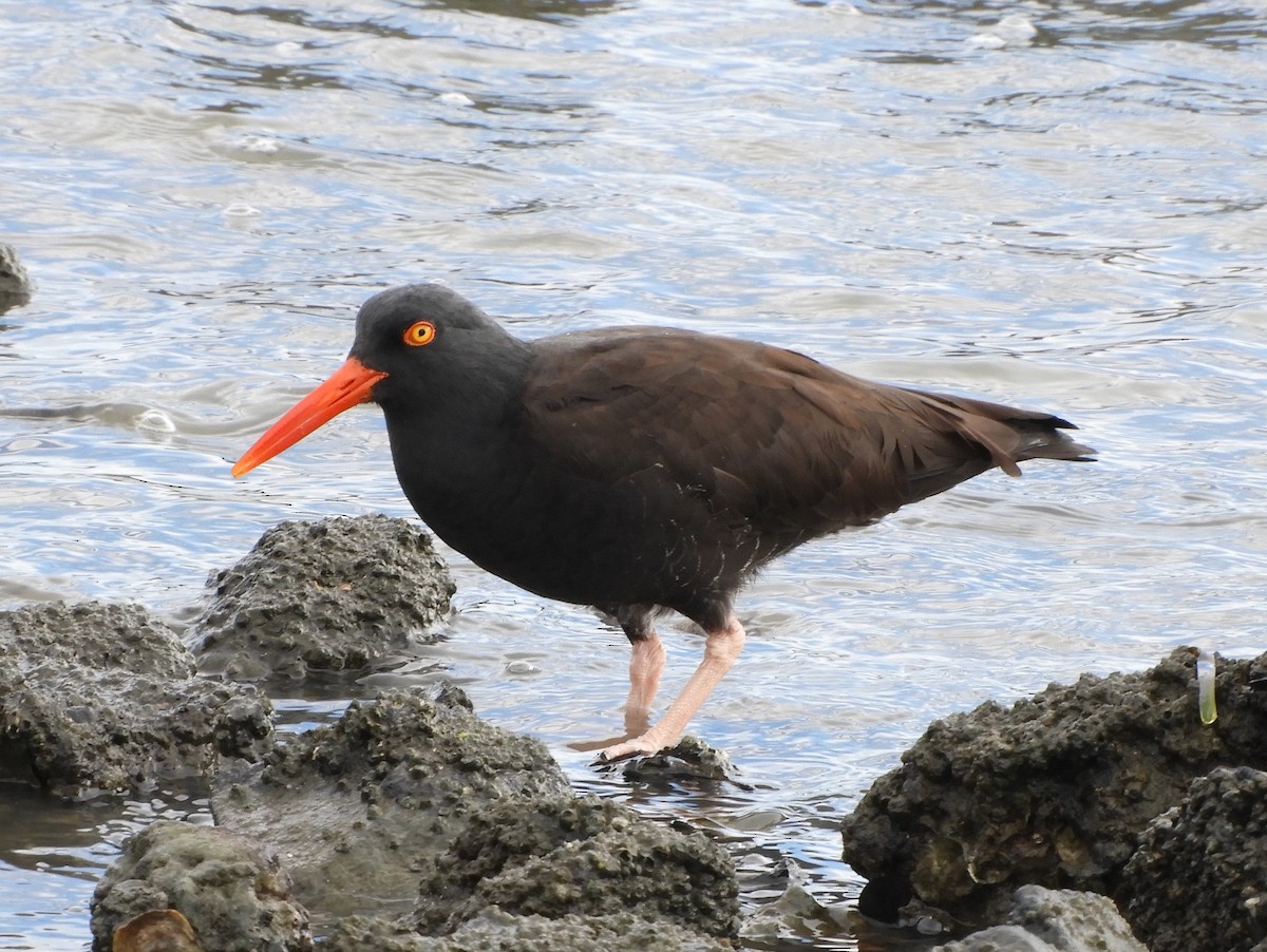 Black Oystercatcher - ML615947673