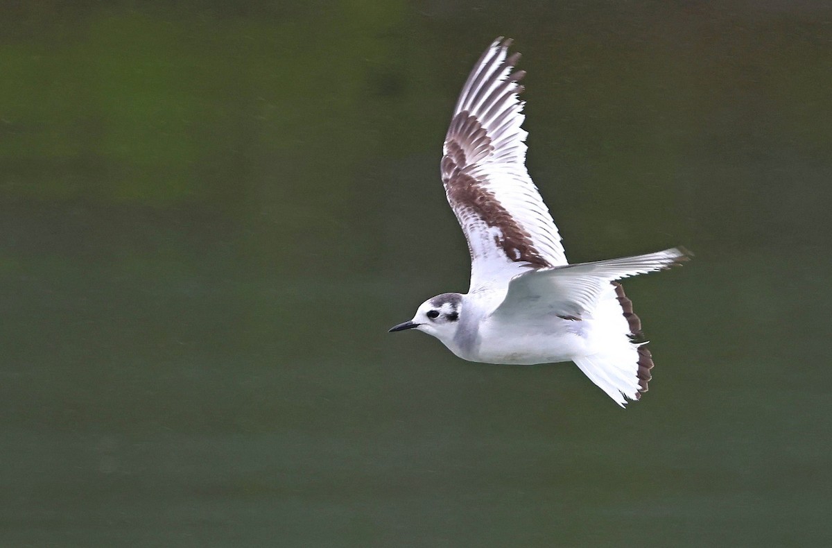 Zwergmöwe - ML615947818