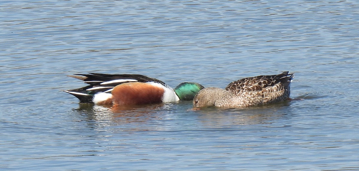 Northern Shoveler - ML615947836