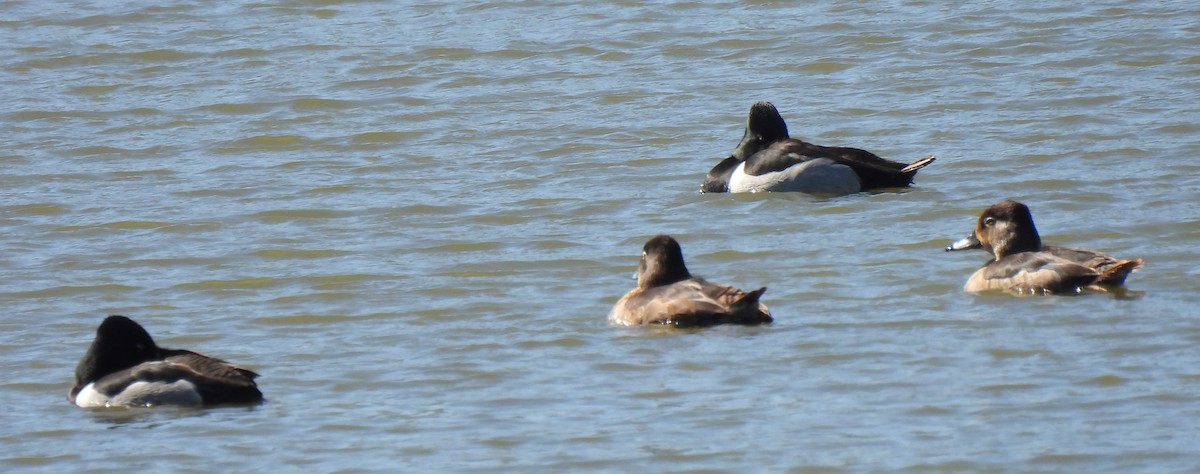 Ring-necked Duck - ML615947841