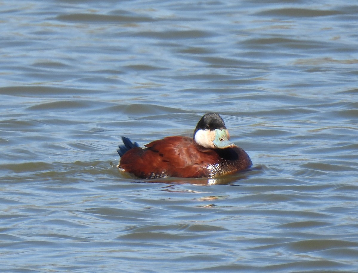 Ruddy Duck - ML615947844