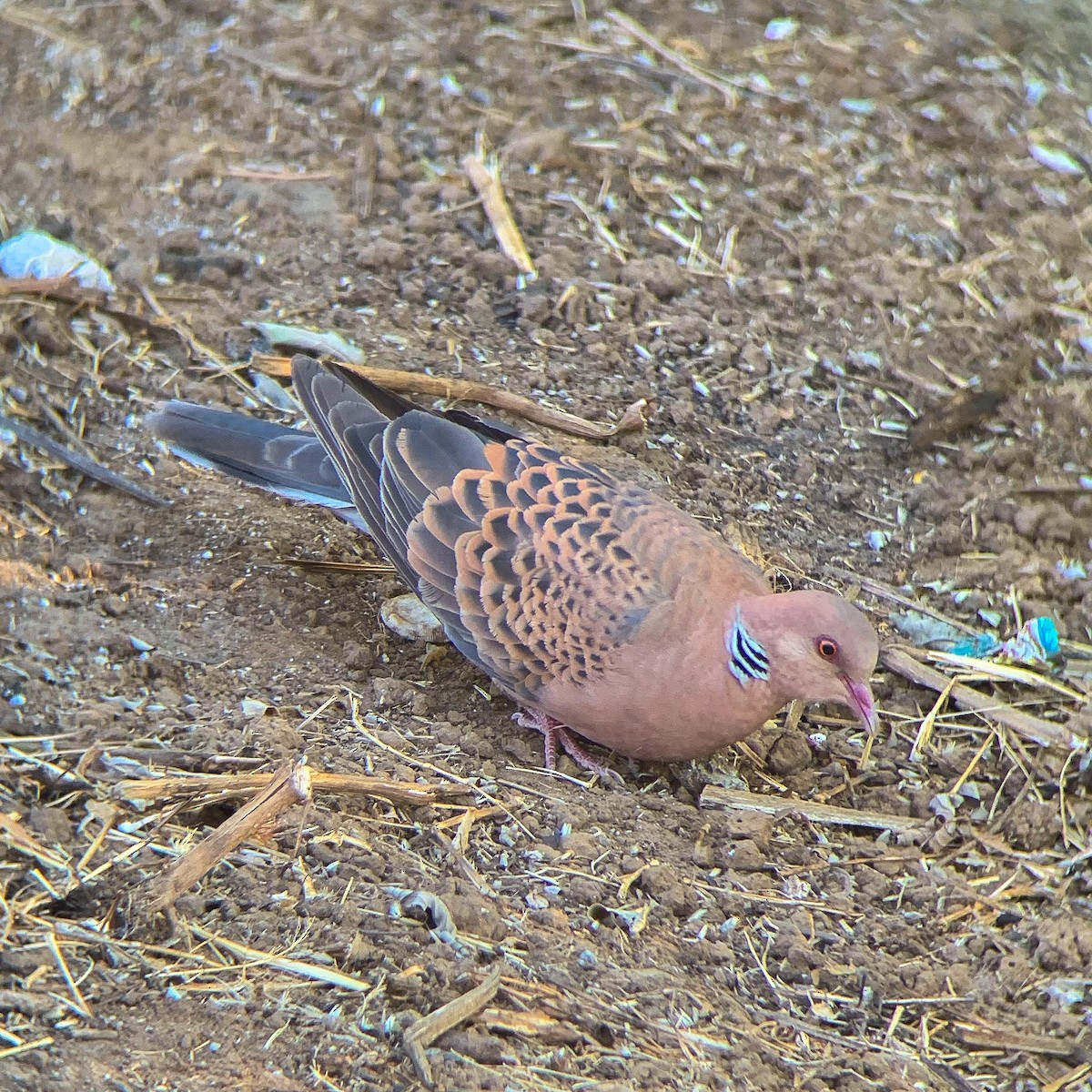 Горлиця велика - ML615947868