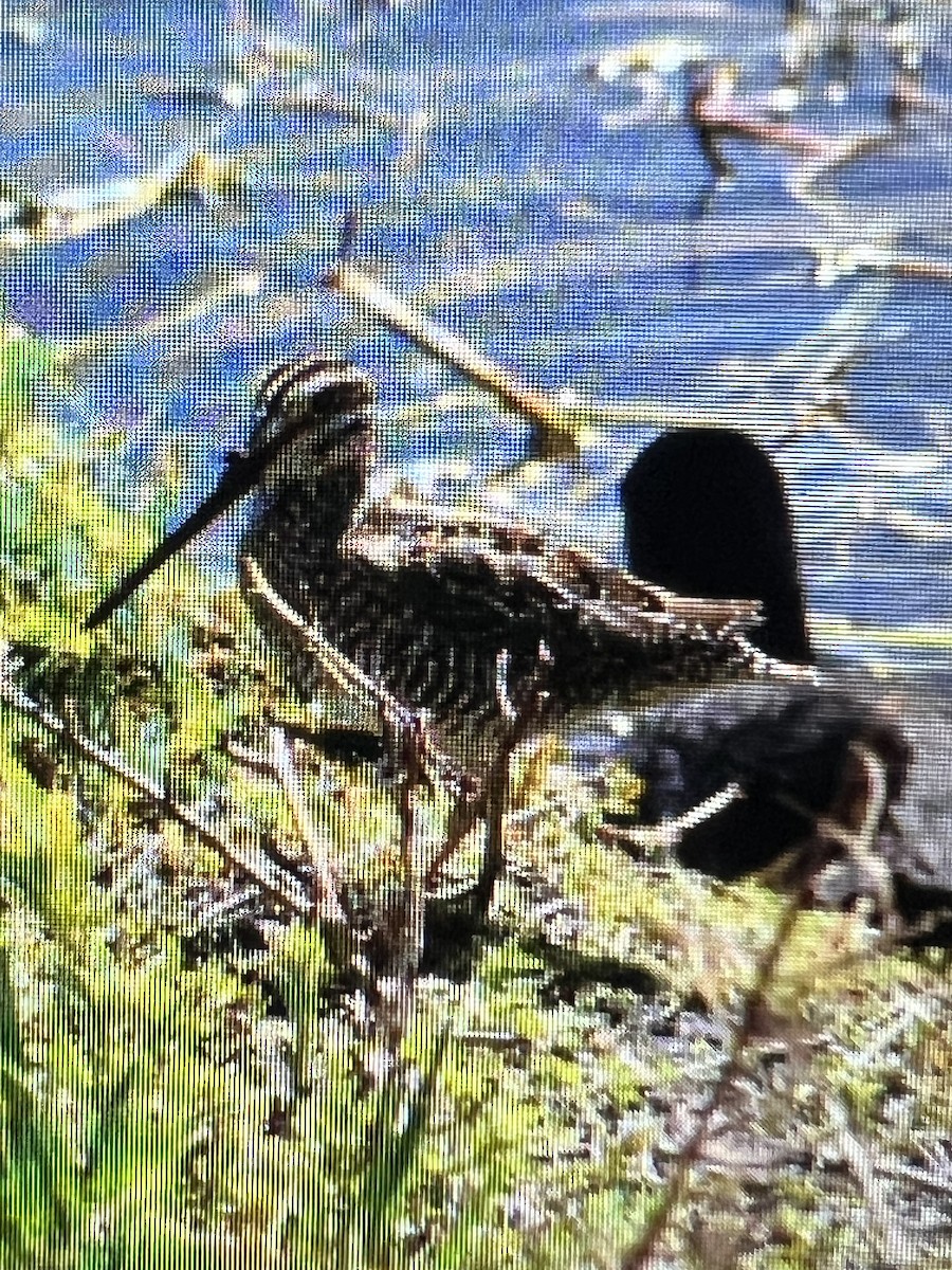 Wilson's Snipe - ML615947897