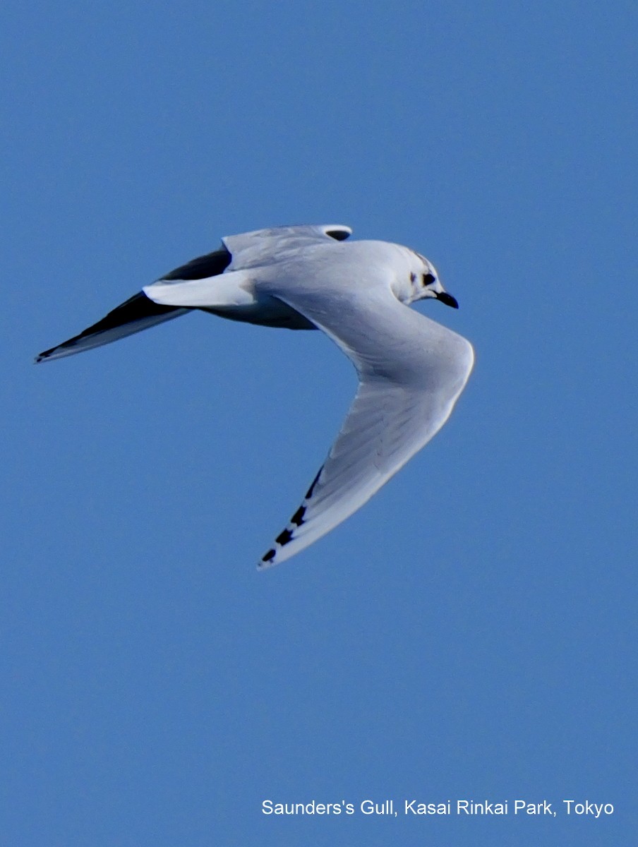 Saunders's Gull - ML615947906