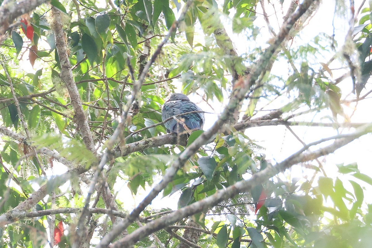 Spotted Imperial-Pigeon - ML615947914