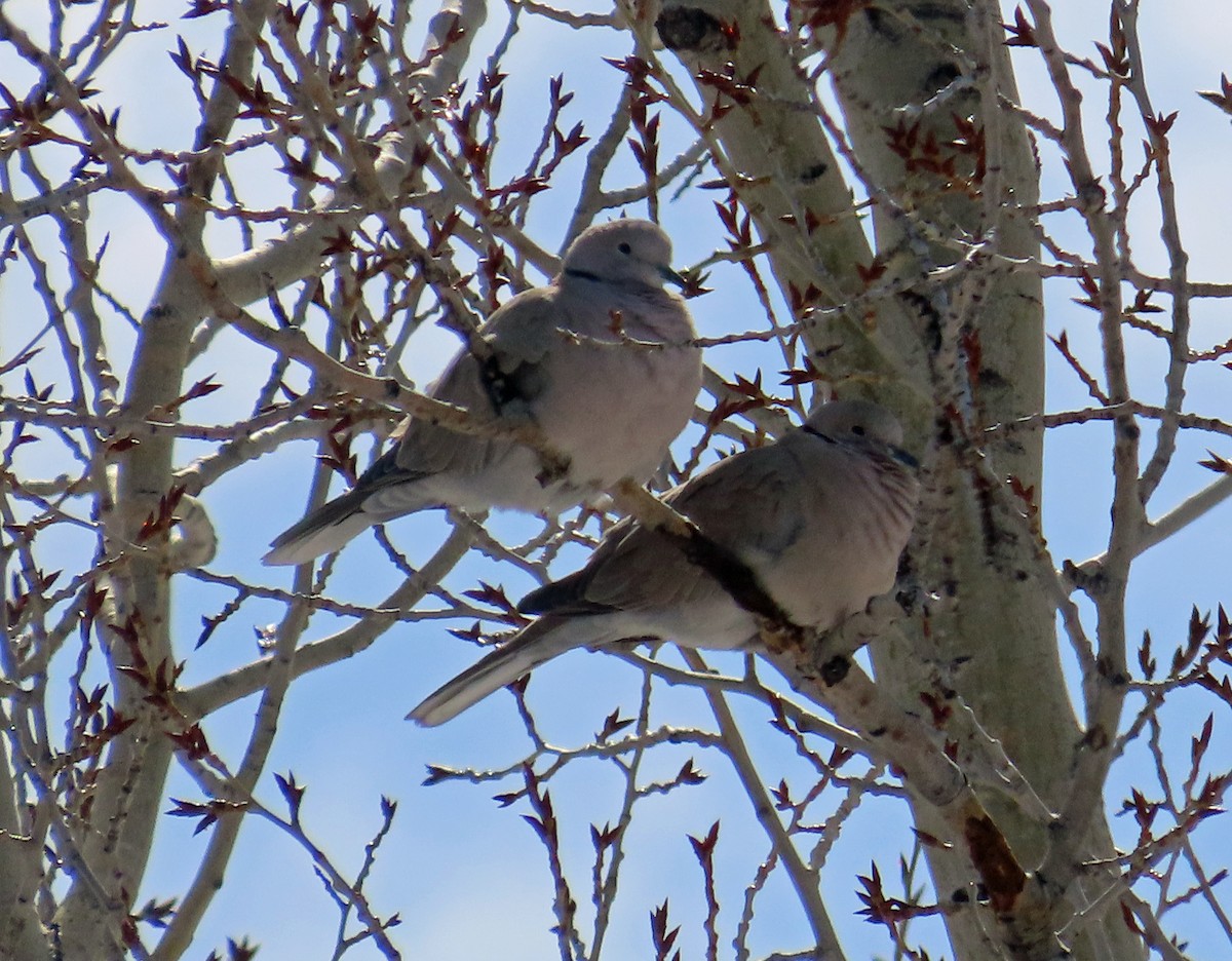 Eurasian Collared-Dove - ML615947982